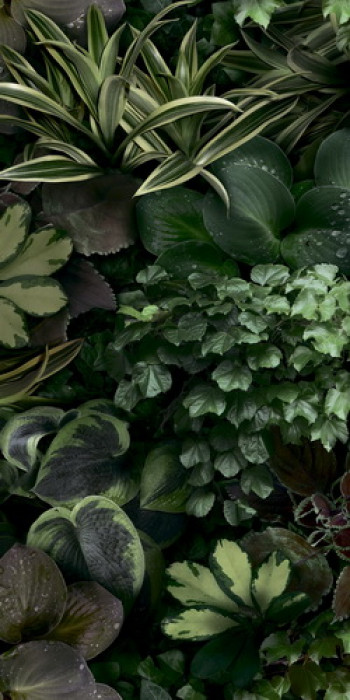 Плитка декор 100x50 Paper41 Pro JANE C 4100153 41Zero42